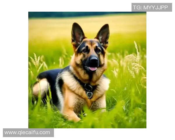 德国足球明星被称为狗的背后原因与传奇故事揭秘